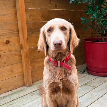 Capture d’écran 2026-01-17 180236