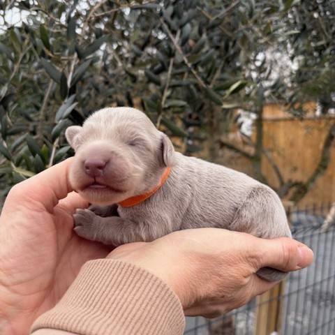 femelle collier orange