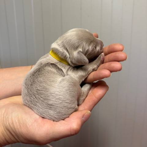 femelle collier jaune