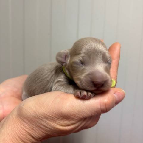 femelle collier jaune fluo