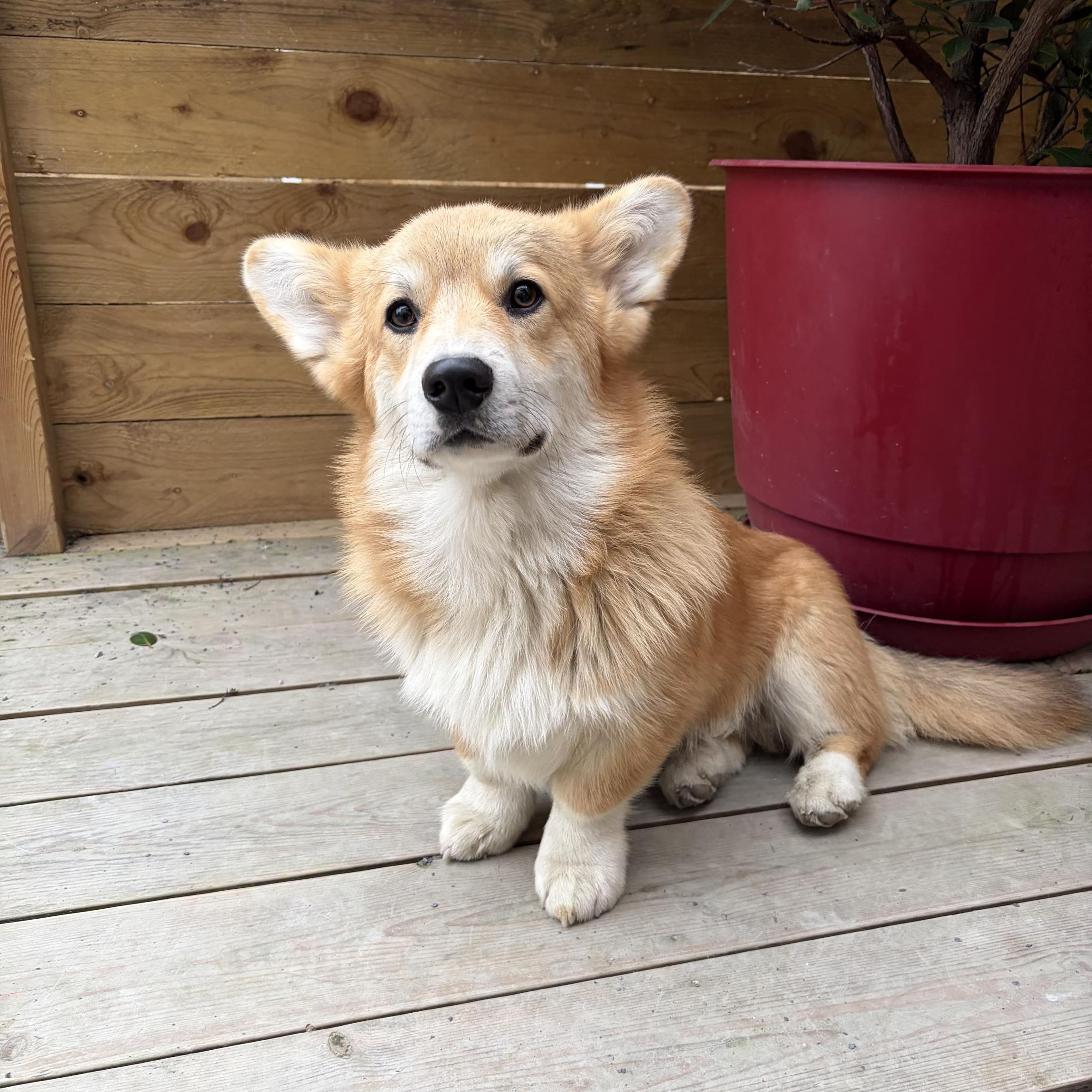 Welsh Corgi Pembroke (1)