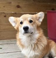 Welsh Corgi Pembroke